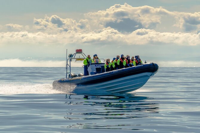 Puffin Watching Speedboat Express - What you see around Harpa and the Old Harbour