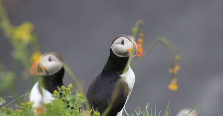 Reykjavik: 1-Hour Puffin Watching Tour - From Ægisgarður harbor to the open bay