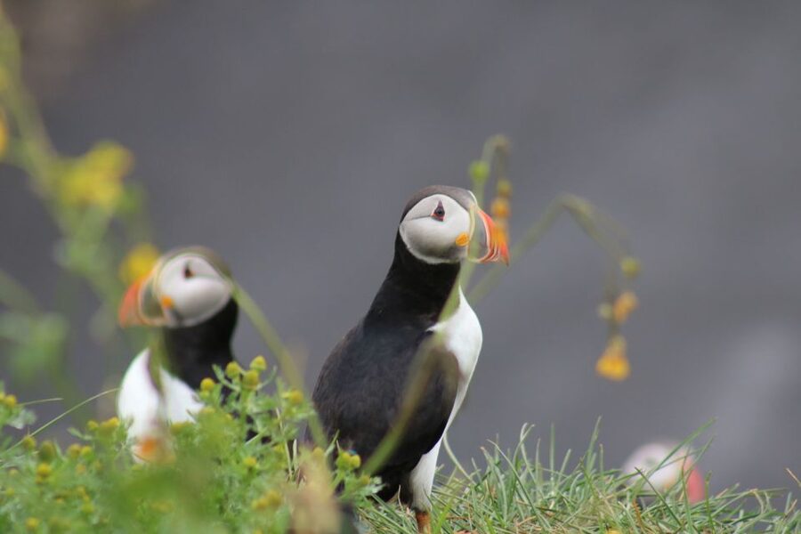 Reykjavik: 1-Hour Puffin Watching Tour - What the puffin sighting is really like