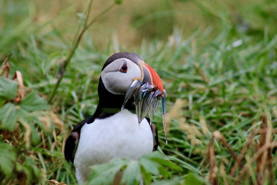 Reykjavik: 1-Hour Puffin Watching Tour - How long the trip takes in real life