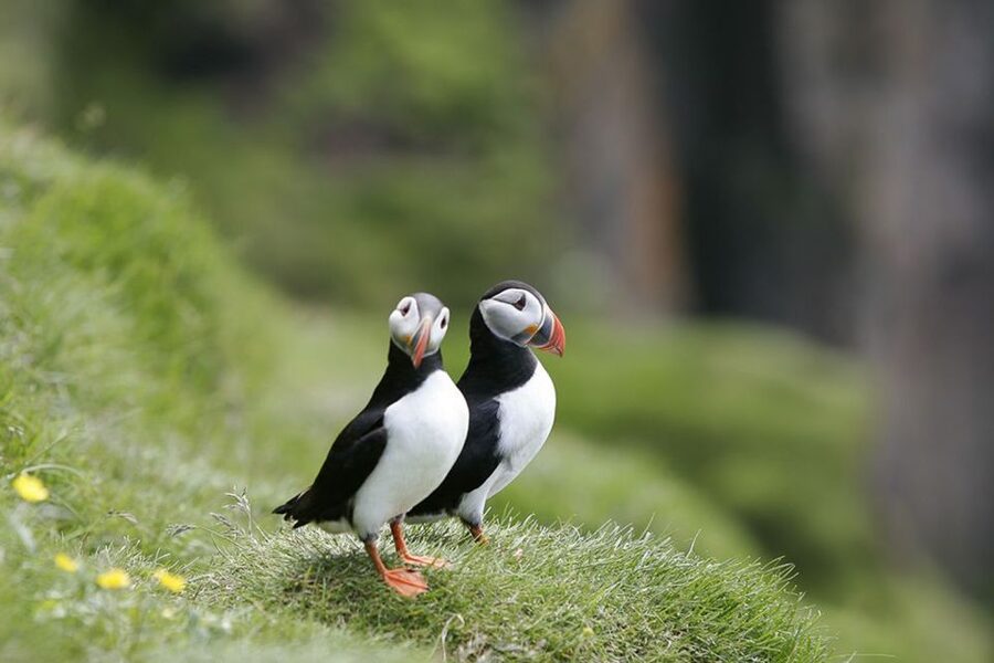 Reykjavik: 1-Hour Puffin Watching Tour - Choosing between Akurey, Engey, and Lundey