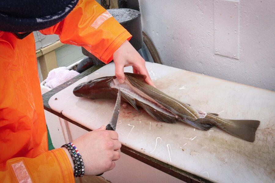 Reykjavik: 3-Hour Sea Angling Gourmet Experience Tour - Key points to know before booking