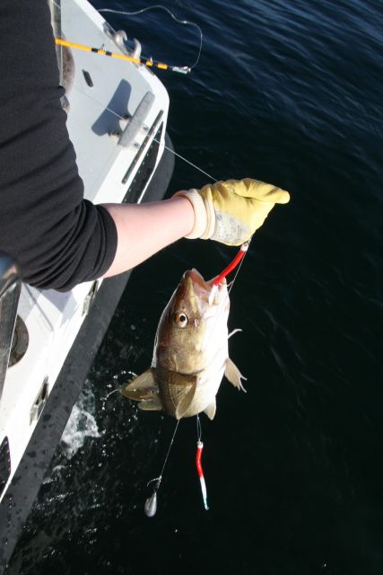 Reykjavik: 3-Hour Sea Angling Gourmet Experience Tour - How much value do you get for $176?