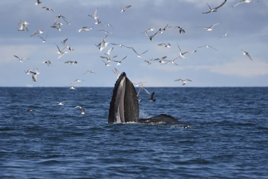 Reykjavik: ATV Ride & Whale Watching Boat Tour - Getting ready: 30 minutes of safety and gear
