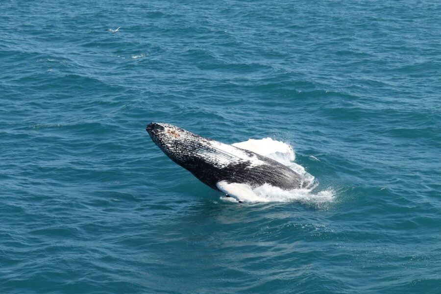 Reykjavik: Best Value Whale Watching Boat Tour - Key points before you book