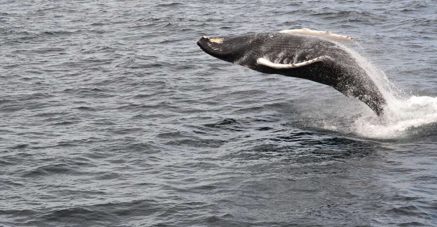 Reykjavik: Best Value Whale Watching Boat Tour - Booking details worth knowing