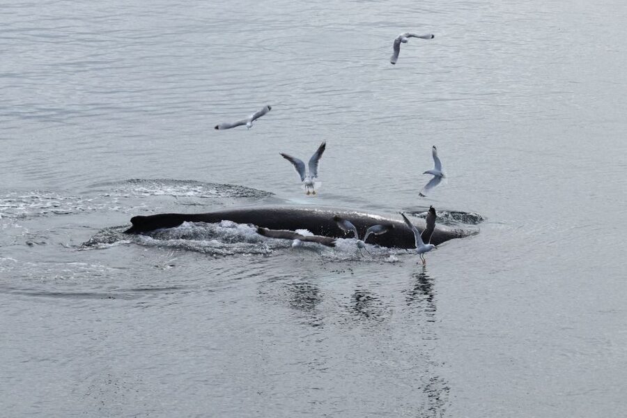 Reykjavik: Best Value Whale Watching Boat Tour - What you might see in the bay