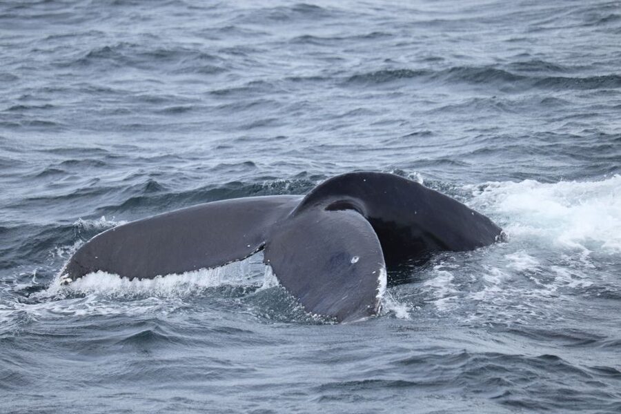 Reykjavik: Best Value Whale Watching Boat Tour - A respectful way to watch wildlife