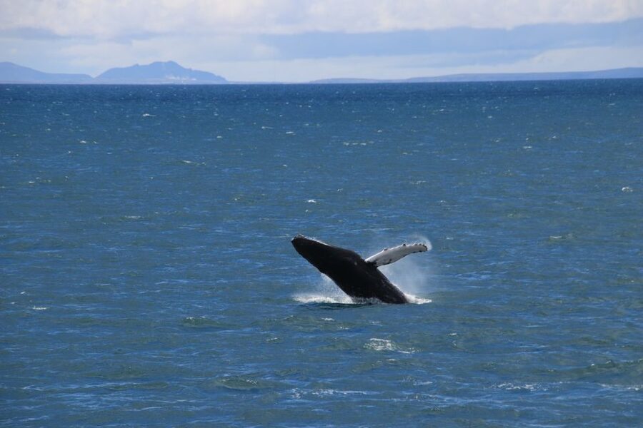 Reykjavik: Best Value Whale Watching Boat Tour - Staying comfortable in Icelandic weather
