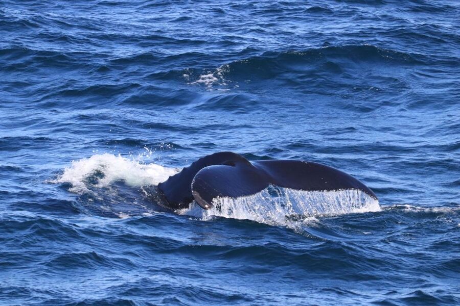 Reykjavik: Best Value Whale Watching Boat Tour - What the onboard café adds