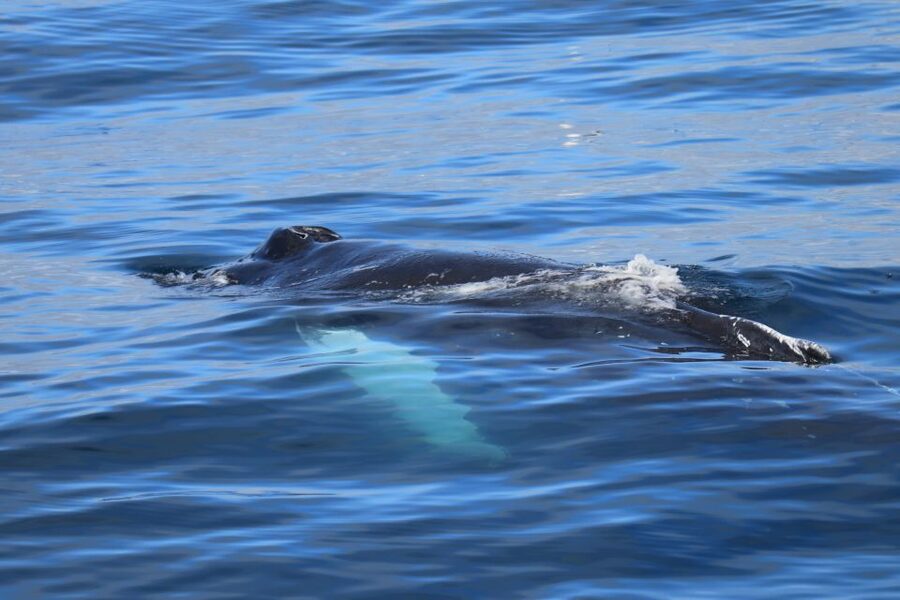 Reykjavik: Best Value Whale Watching Boat Tour - Is $103 good value?