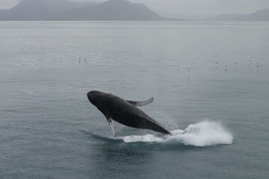 Reykjavik: Best Value Whale Watching Boat Tour - Who will enjoy this boat trip most?