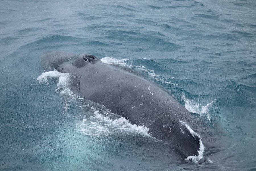 Reykjavik: Best Value Whale Watching Boat Tour - Two and a half hours in Faxaflói Bay