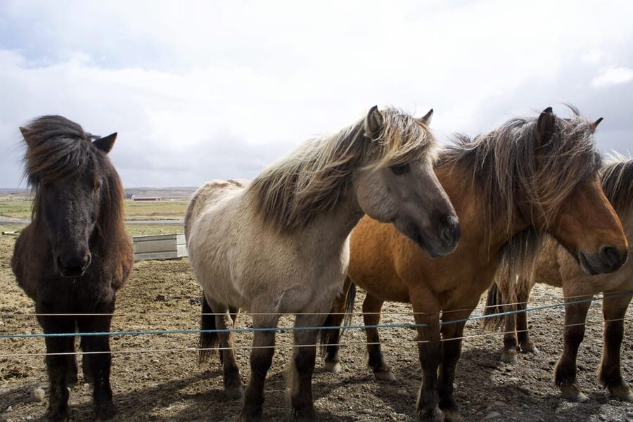 Reykjavik Combo: Horse Riding & Snorkeling in Silfra Fissure - What the guides and staff add