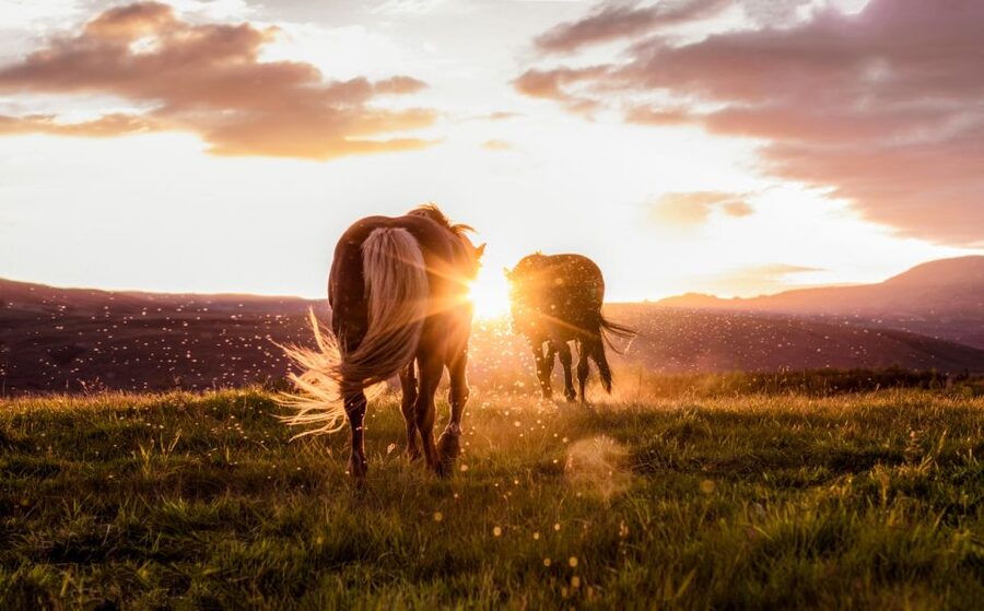 Reykjavik: Golden Circle, Tomato Farm and Kerið Crater Tour - The small-group van and guide experience