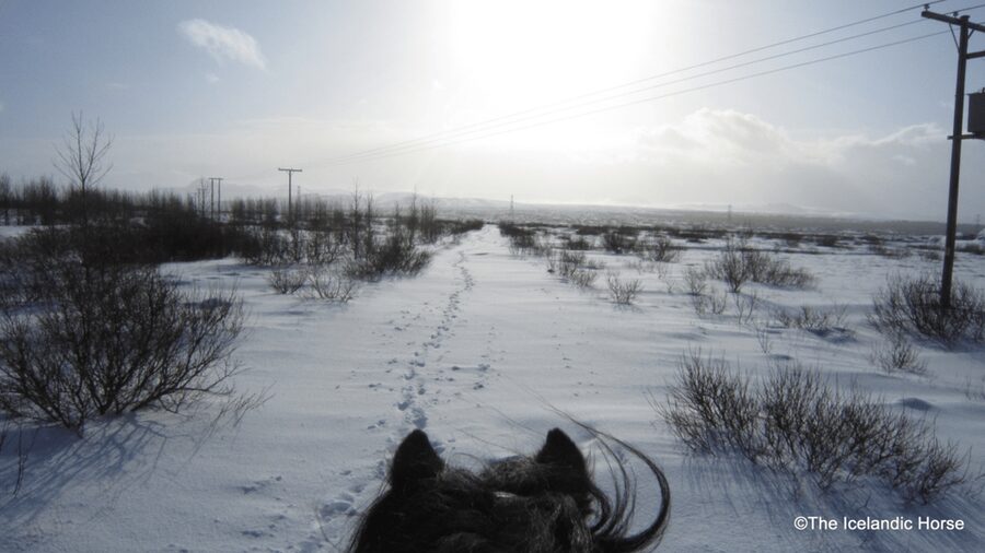 Reykjavík: Horse Riding Tours - Is $200 a fair price?