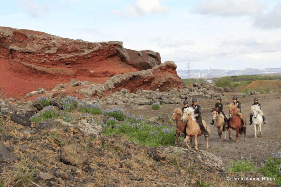 Reykjavík: Horse Riding Tours - The riding lesson comes before the trail