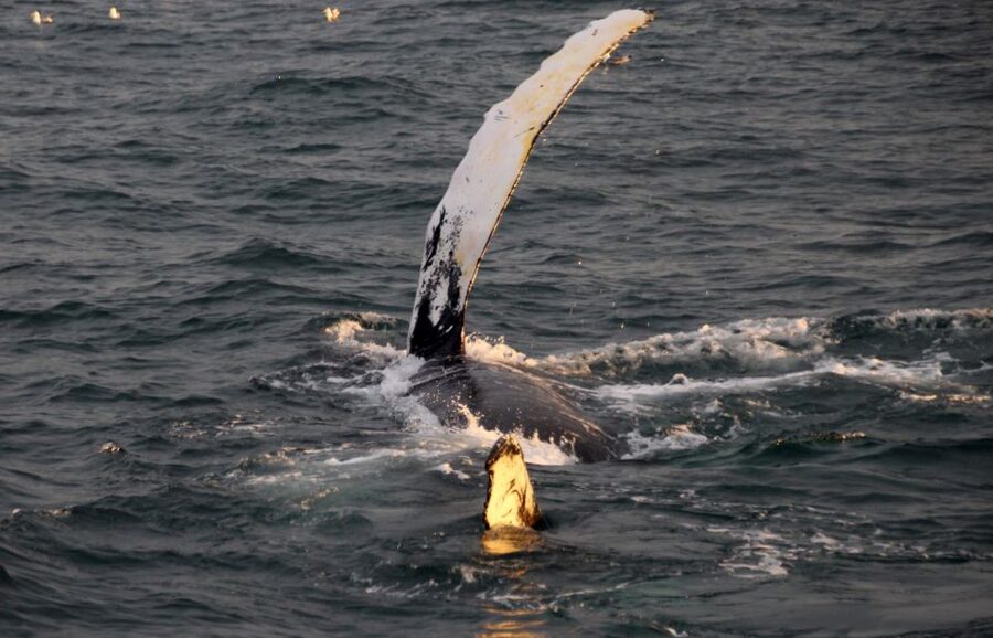 Reykjavík: Midnight Sun Whale Watching Cruise - Key points to know before sailing