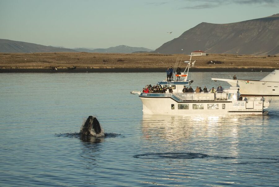 Reykjavík: Midnight Sun Whale Watching Cruise - Leaving Reykjavík Old Harbor at 9 PM