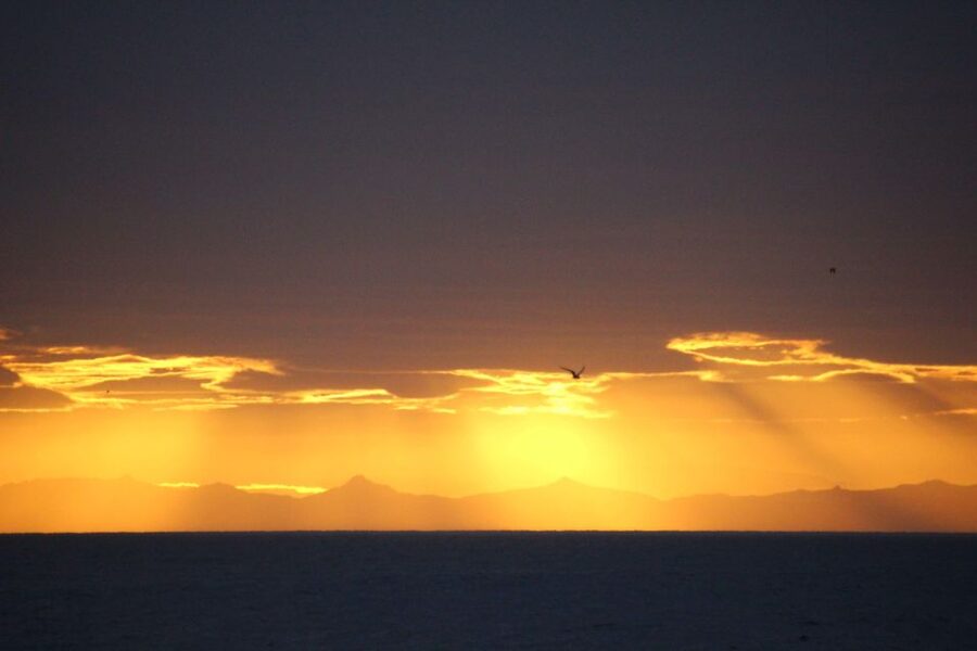 Reykjavík: Midnight Sun Whale Watching Cruise - Searching Faxaflói Bay for four common species