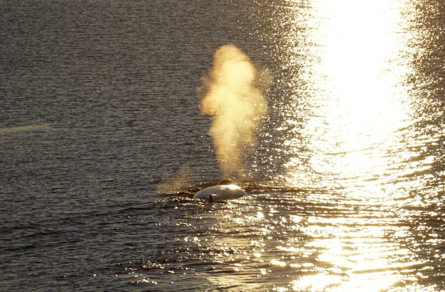 Reykjavík: Midnight Sun Whale Watching Cruise - Price, booking flexibility, and practical value