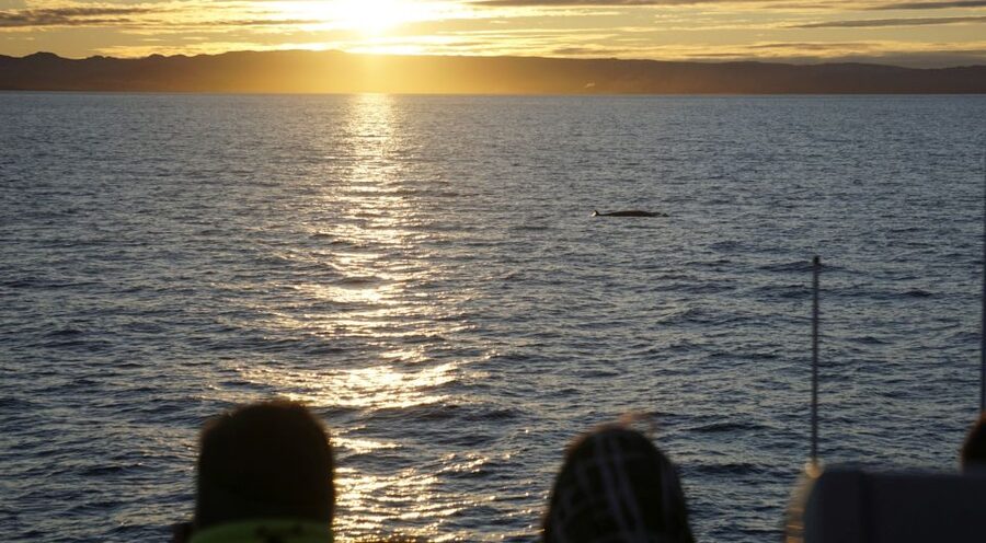 Reykjavík: Midnight Sun Whale Watching Cruise - Who should book the midnight cruise