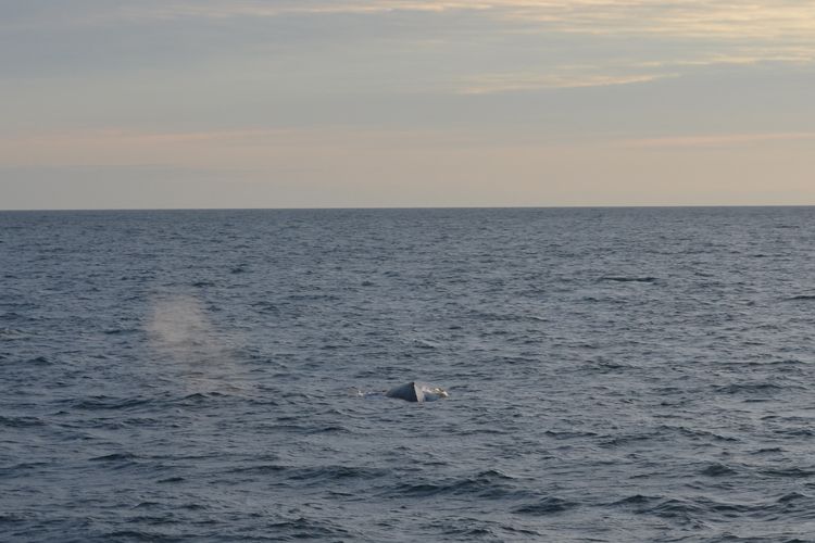 Reykjavik: Midnight Sun Whale Watching Tour - Finding minke whales, humpbacks, and dolphins