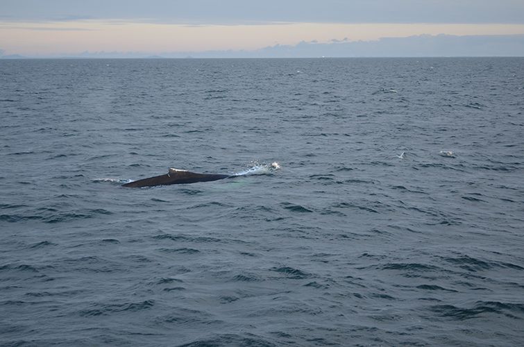 Reykjavik: Midnight Sun Whale Watching Tour - The boat, overalls, cafe, and return music