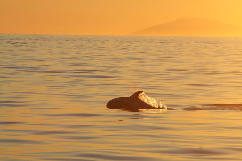 Reykjavik: Midnight Sun Whale Watching Tour - Rough seas and seasickness