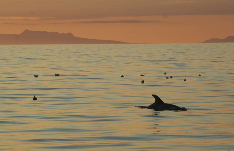 Reykjavik: Midnight Sun Whale Watching Tour - Who should book this evening cruise?