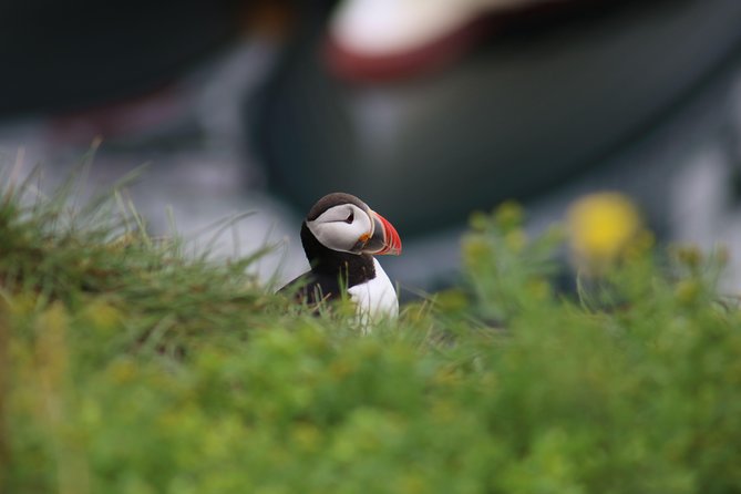 Reykjavik Premium Puffin tour | Close Up and Personal - At a glance: what makes this short tour worth considering