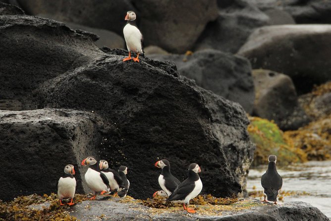 Reykjavik Premium Puffin tour | Close Up and Personal - Why a RIB is the right boat for Reykjavik puffins