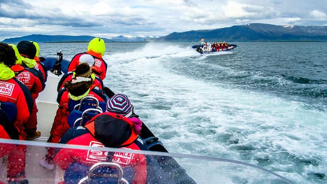 Reykjavik Premium Puffin tour | Close Up and Personal - A guide-led bird outing, not just a speedboat ride