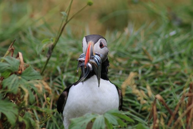 Reykjavik Premium Puffin tour | Close Up and Personal - How to fit the tour into a Reykjavik day