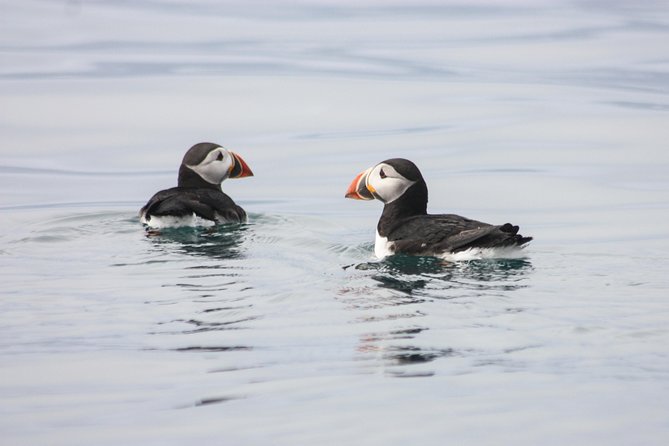 Reykjavik Premium Puffin tour | Close Up and Personal - Lundey: puffins on the cliff and in the water