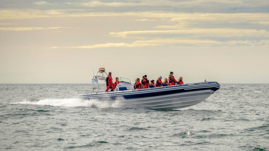 Reykjavik: Premium Whale and Puffin Watching Evening Tour - Why this evening cruise works in Reykjavik