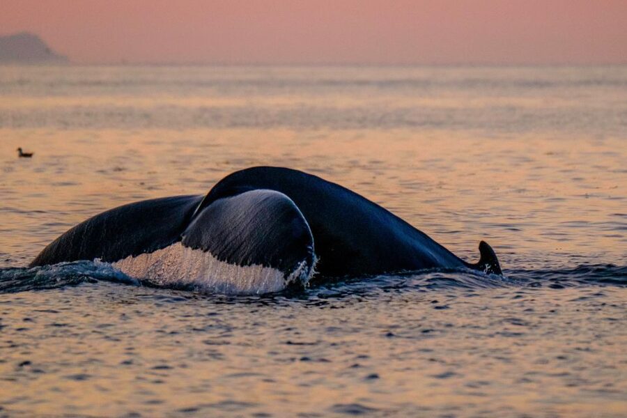 Reykjavik: Premium Whale and Puffin Watching Evening Tour - The evening timing and the weather tradeoff