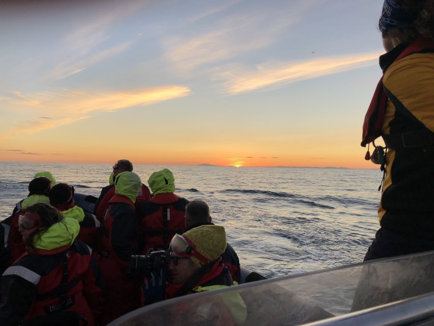 Reykjavik: Premium Whale and Puffin Watching Evening Tour - Should you book the Reykjavik evening RIB tour?