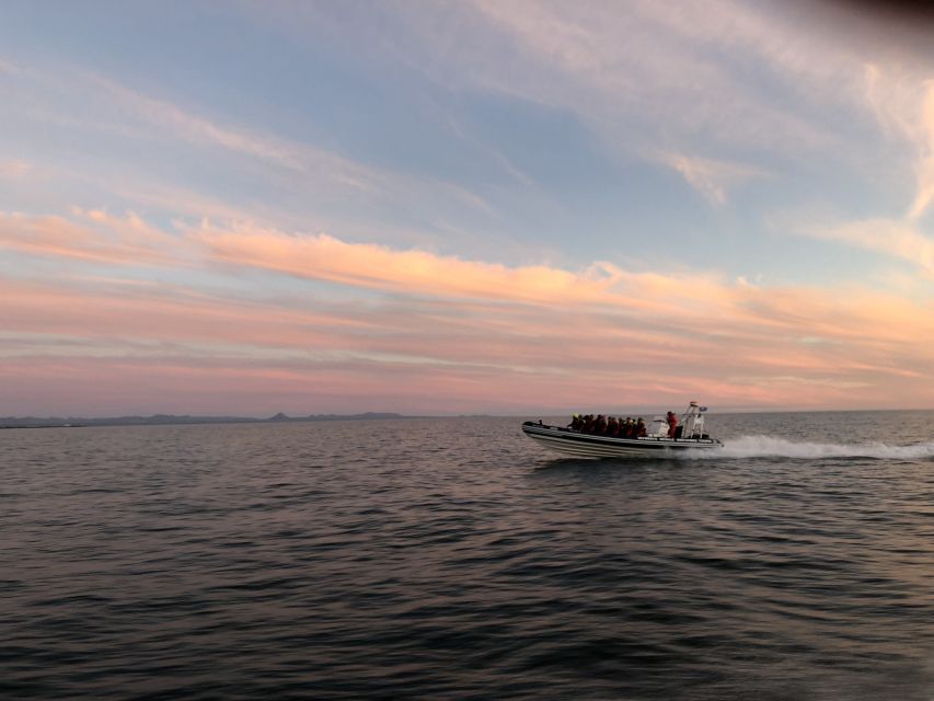 Reykjavik: Premium Whale and Puffin Watching Evening Tour - Leaving the Old Harbour by RIB