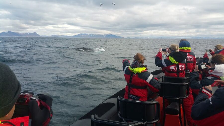 Reykjavik: Premium Whale Watching with Flexible Ticket - Who will enjoy this RIB safari most?