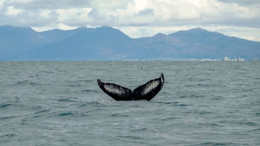 Reykjavik: Premium Whale Watching with Flexible Ticket - Humpbacks, minkes, dolphins, and the luck factor