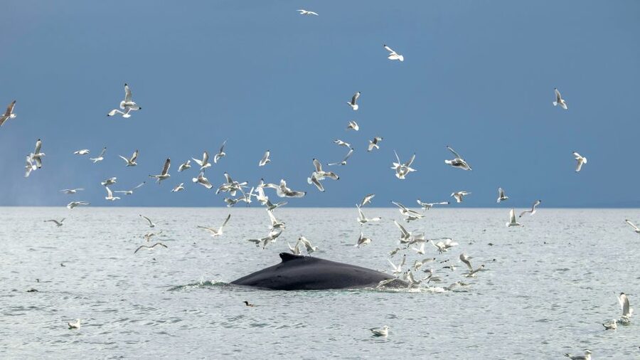 Reykjavik: Premium Whale Watching with Flexible Ticket - The ride back along Reykjavik’s shoreline