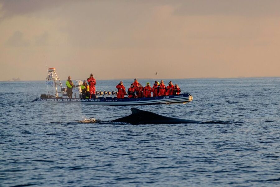 Reykjavik: Premium Whale Watching with Flexible Ticket - Why the small boat changes the experience