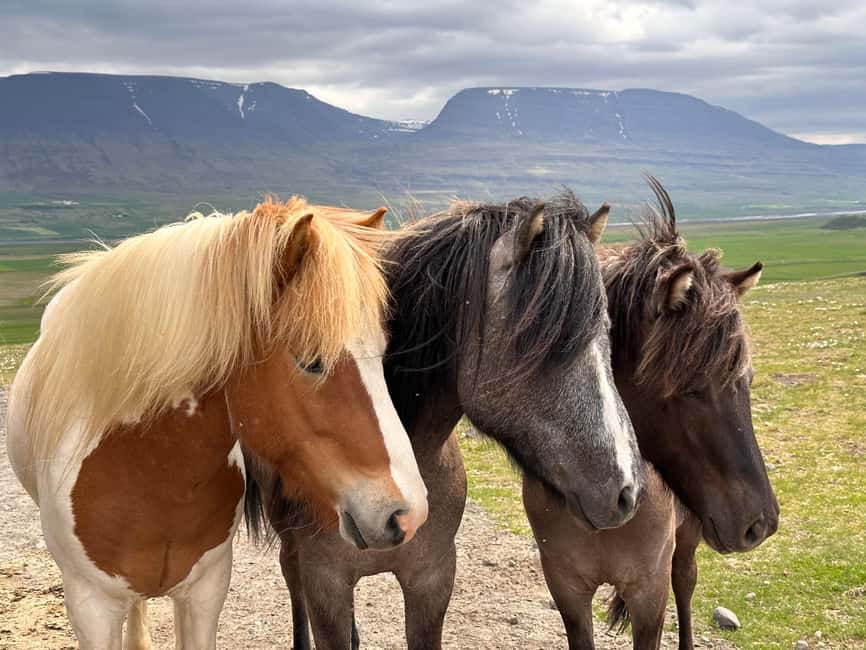 Reykjavik: PRIVATE Golden Circle tour with 5 TOP stops - What the private format really gives you