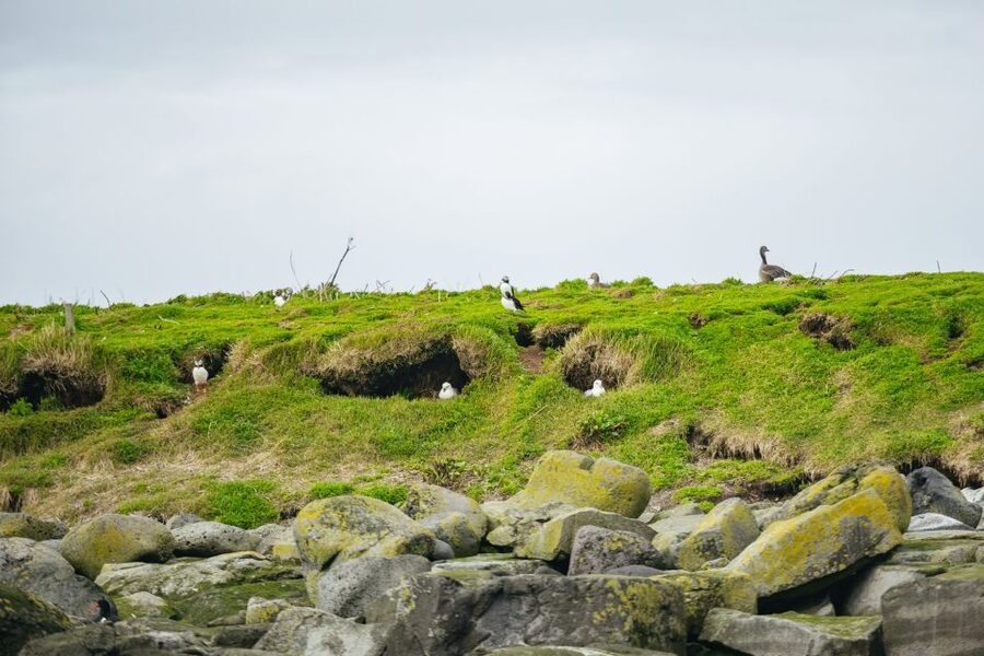 Reykjavik: Puffin Watching Boat Tour - What the guides add to the hour