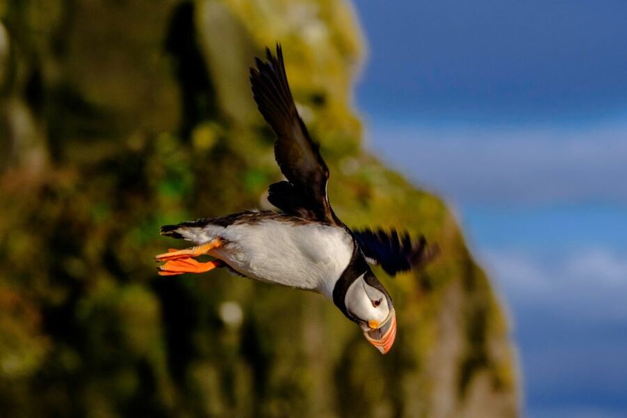Reykjavik: Puffin Watching Tour - Puffin facts, seabirds, and surprise sightings