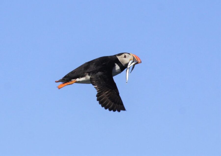 Reykjavik: Puffin Watching Tour - When to go for the strongest puffin show