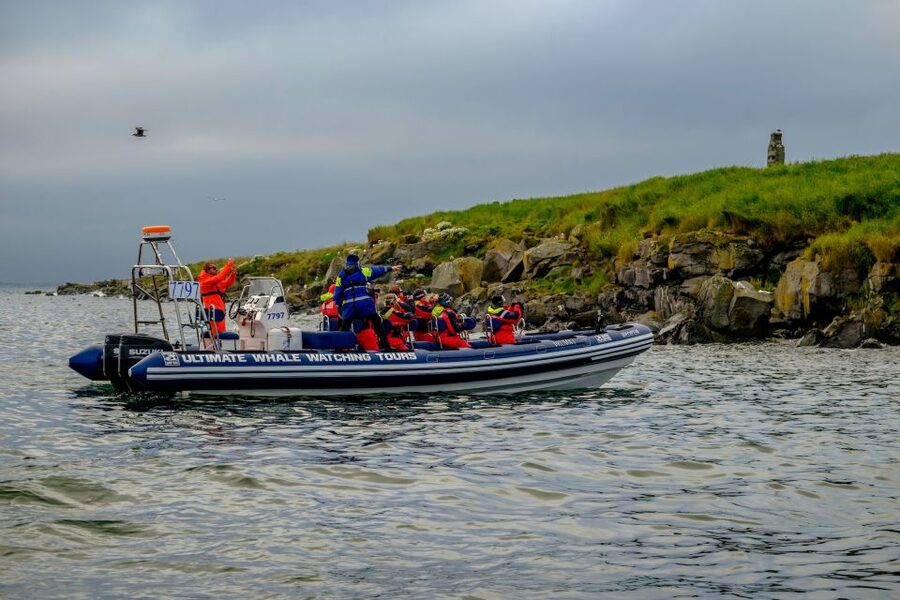 Reykjavik: Puffin Watching Tour - Photography from a moving inflatable boat