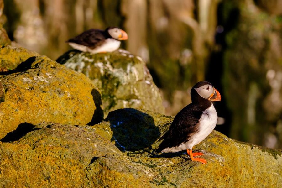 Reykjavik: Puffin Watching Tour - Is $101 good value for one hour?