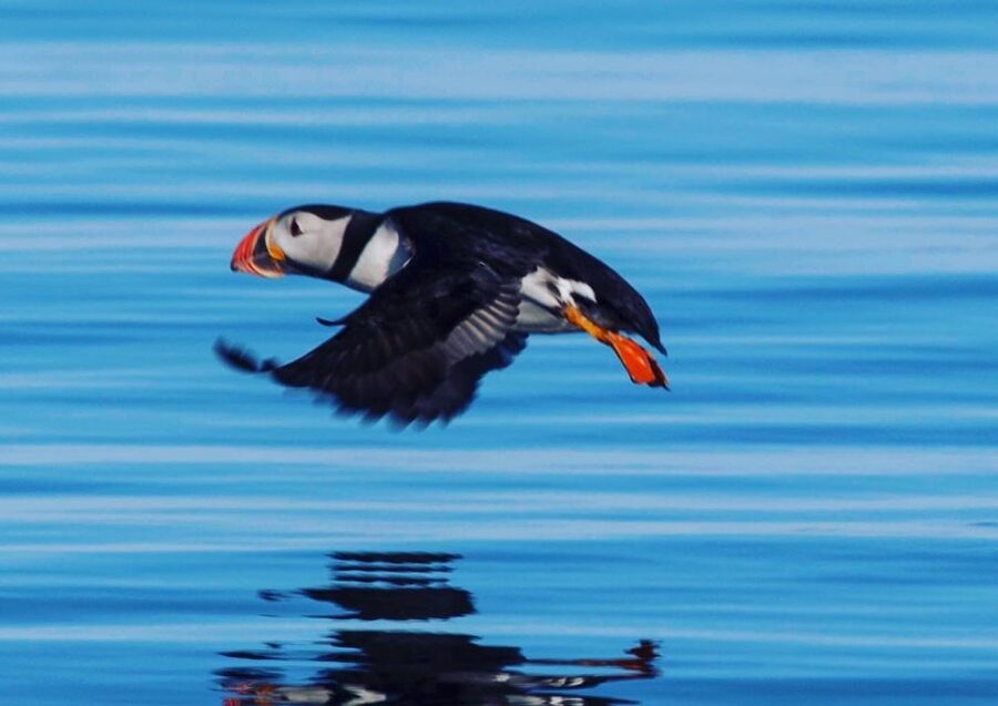Reykjavik: Puffin Watching Tour by RIB Speedboat - A quick boat ride from Reykjavik’s Old Harbor